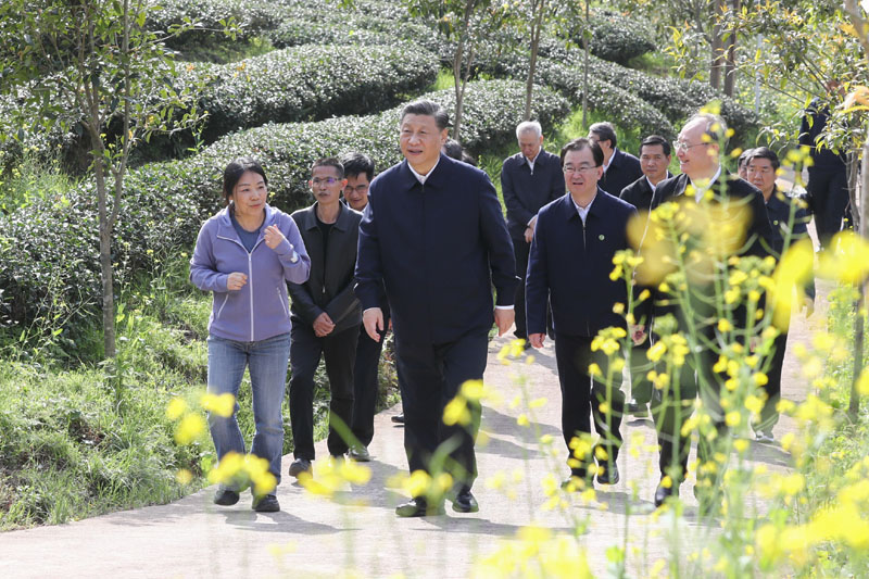 3月22日至25日，中共中央总书记、国家主席、中央军委主席习近平在福建考察。这是22日下午，习近平在南平武夷山市星村镇燕子窠生态茶园，察看春茶长势，了解当地茶产业发展情况。新华社记者 鞠鹏 摄